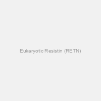Eukaryotic Resistin (RETN)